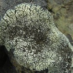 Lecanora garovaglii