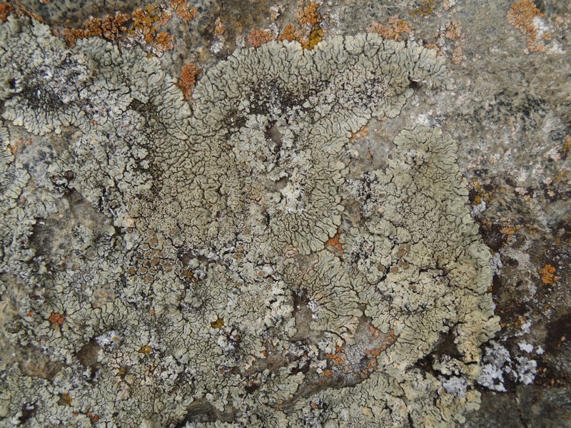 Lecanora garovaglii