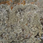 Lecanora garovaglii