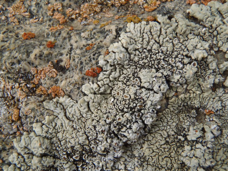 Lecanora garovaglii