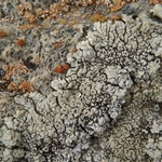 Lecanora garovaglii