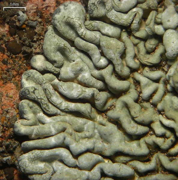 Lecanora garovaglii