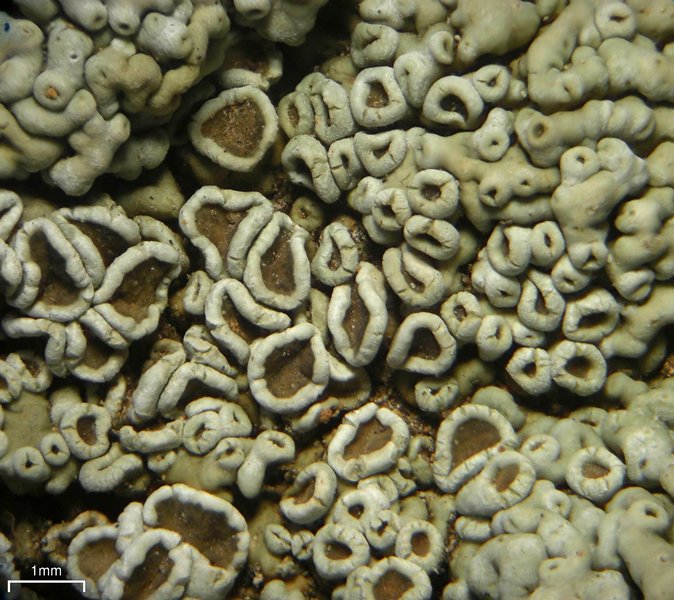 Lecanora garovaglii