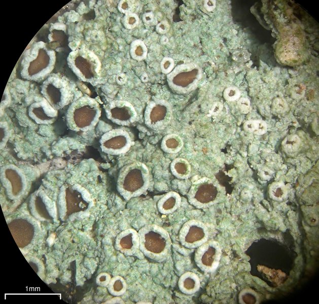 Lecanora glabrata