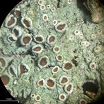Lecanora glabrata