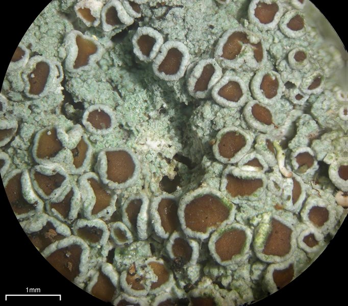 Lecanora glabrata