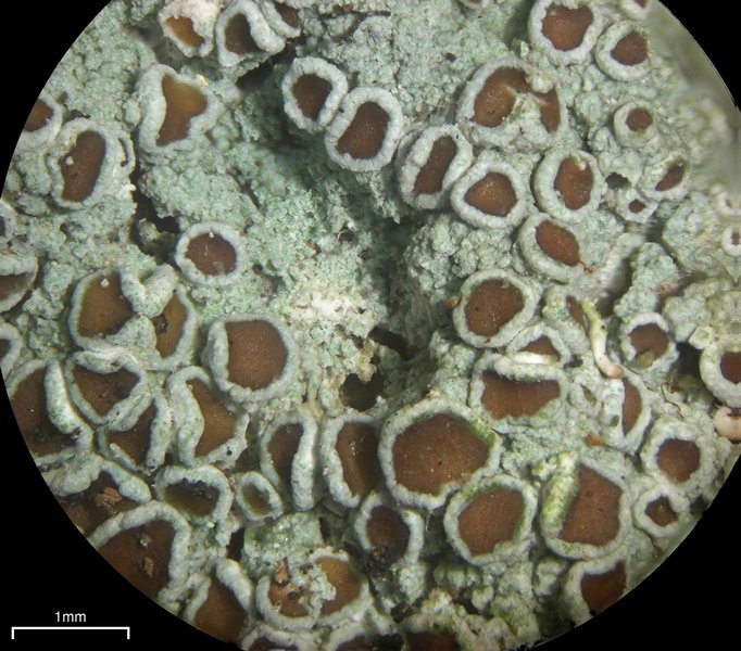 Lecanora glabrata