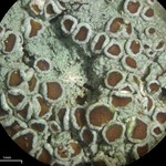 Lecanora glabrata