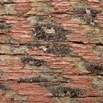 Lecanora hagenii