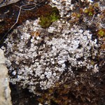 Lecanora hagenii