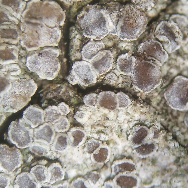 Lecanora hagenii