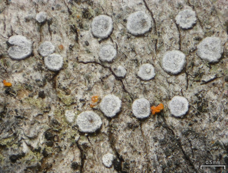 Lecanora hagenii