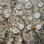 Lecanora hagenii