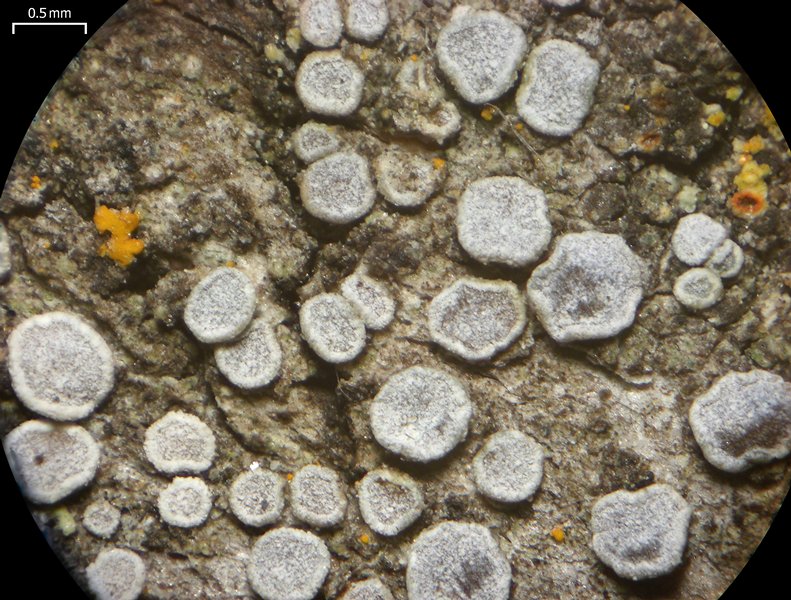 Lecanora hagenii