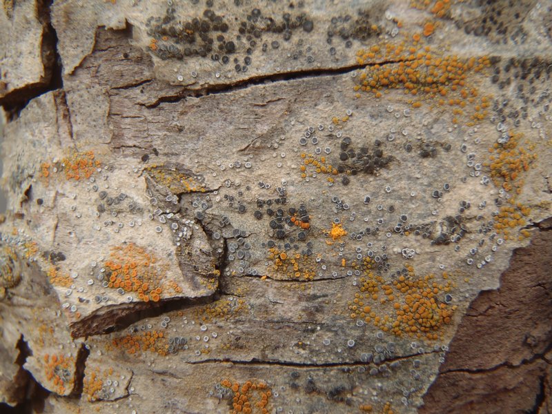 Lecanora hagenii