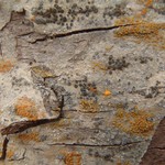 Lecanora hagenii