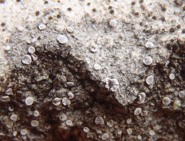 Lecanora hagenii