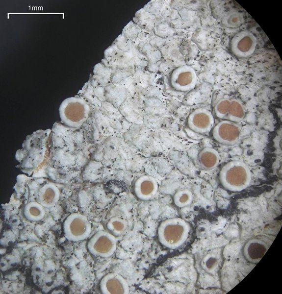 Lecanora hybocarpa