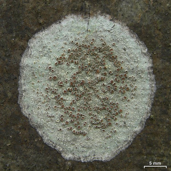 Lecanora hybocarpa