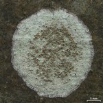 Lecanora hybocarpa