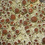 Lecanora hybocarpa