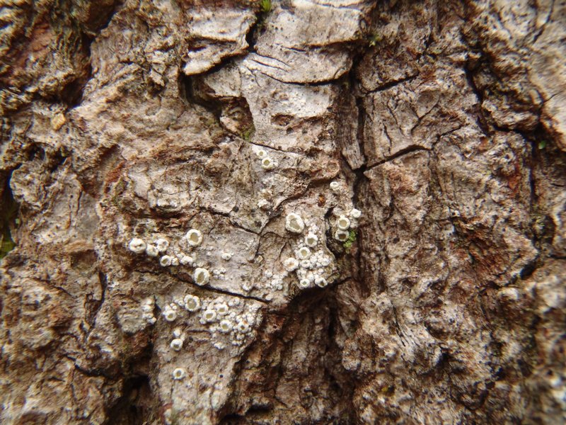 Lecanora hybocarpa