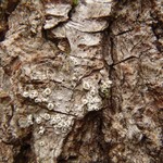Lecanora hybocarpa