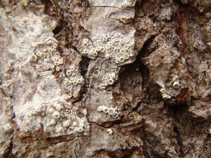 Lecanora hybocarpa