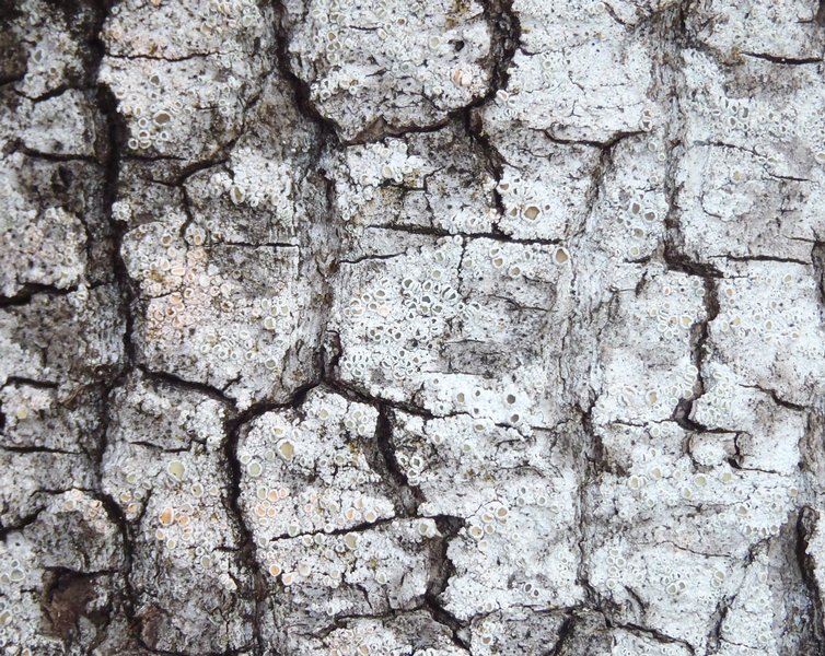 Lecanora hybocarpa