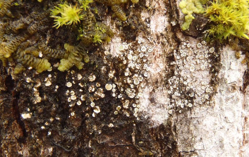 Lecanora hybocarpa