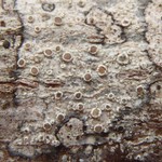 Lecanora hybocarpa