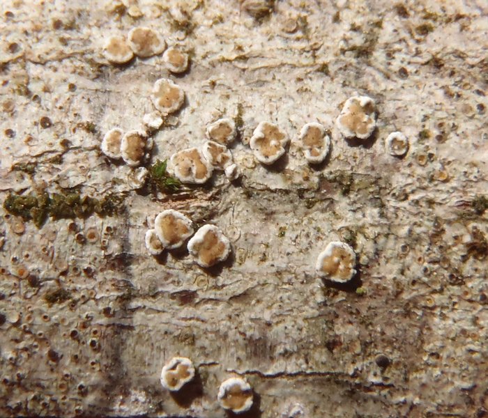 Lecanora hybocarpa