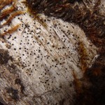 Lecanora hypopta