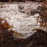 Lecanora hypopta