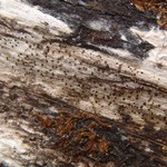 Lecanora hypopta
