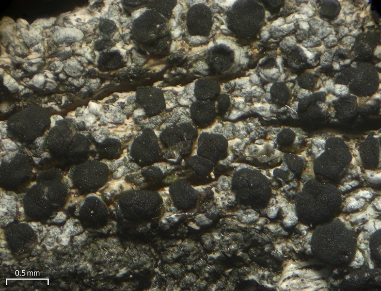 Lecanora hypoptoides