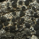 Lecanora hypoptoides