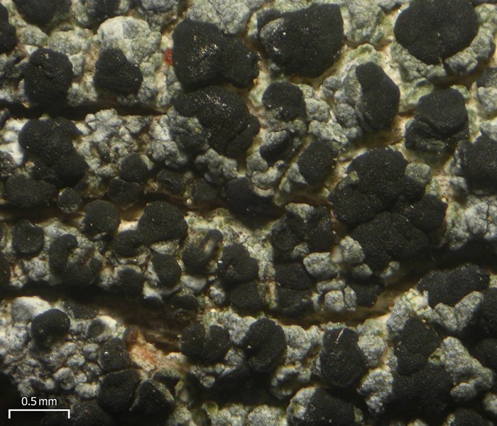 Lecanora hypoptoides