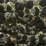 Lecanora hypoptoides