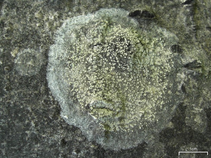 Lecanora impudens