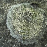Lecanora impudens