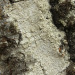 Lecanora impudens