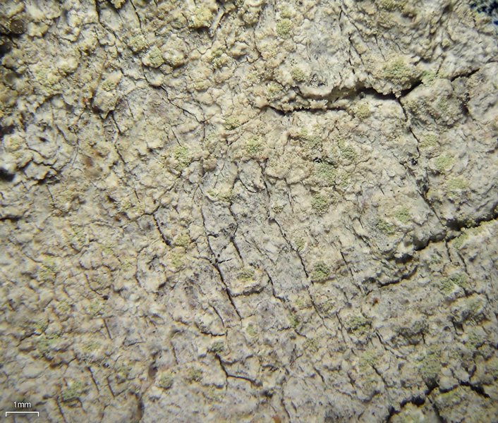 Lecanora impudens