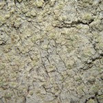 Lecanora impudens