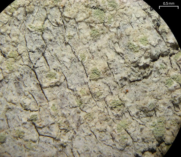 Lecanora impudens