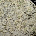 Lecanora impudens