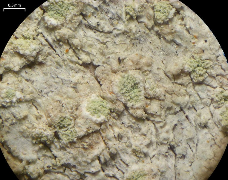 Lecanora impudens