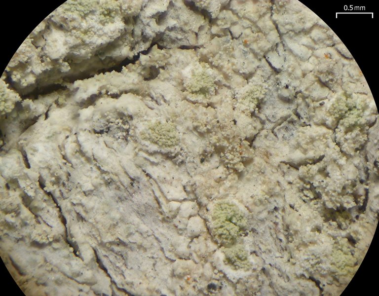 Lecanora impudens