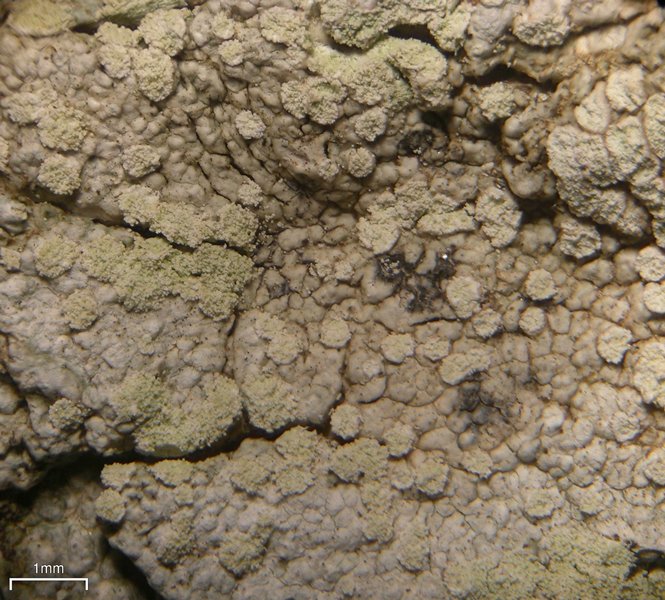 Lecanora impudens