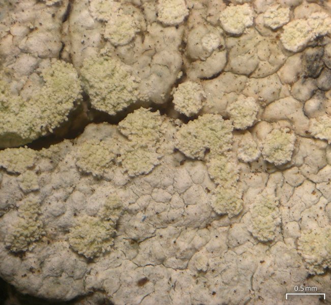 Lecanora impudens